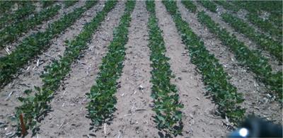 A transformer-based approach for early prediction of soybean yield using time-series images